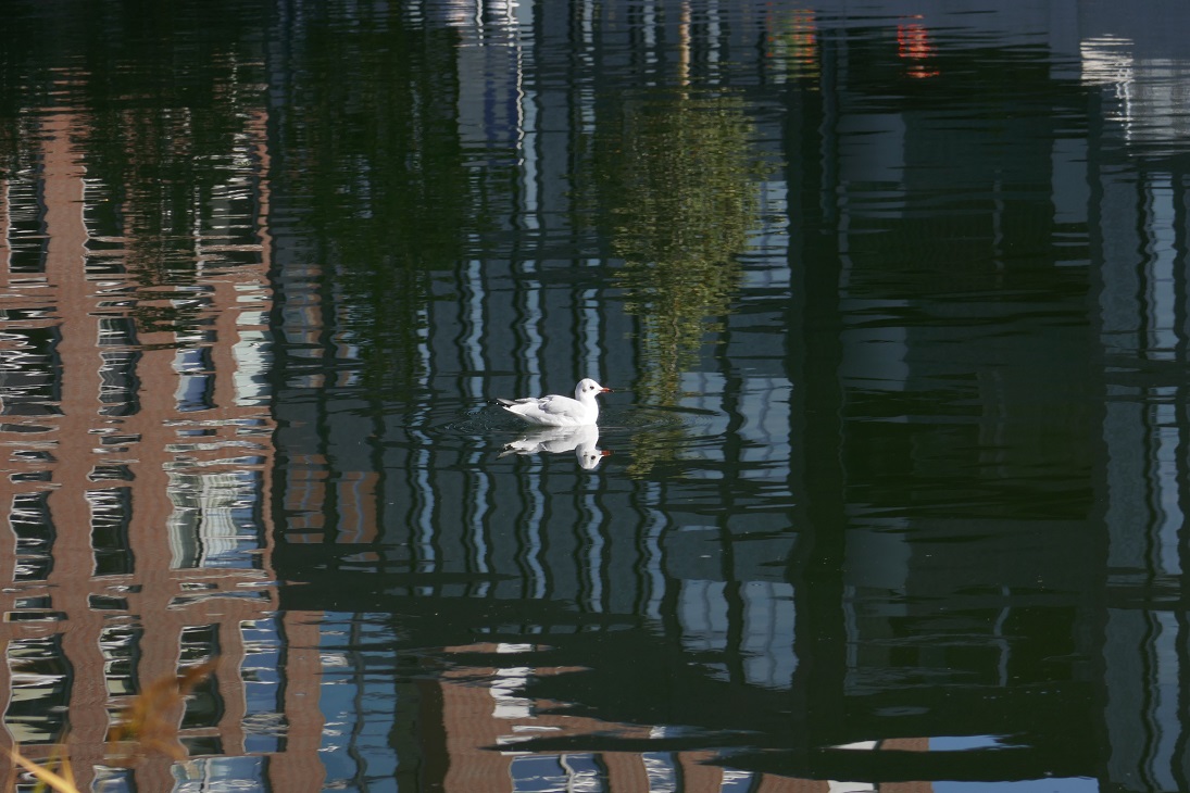 A gull floating in a canal