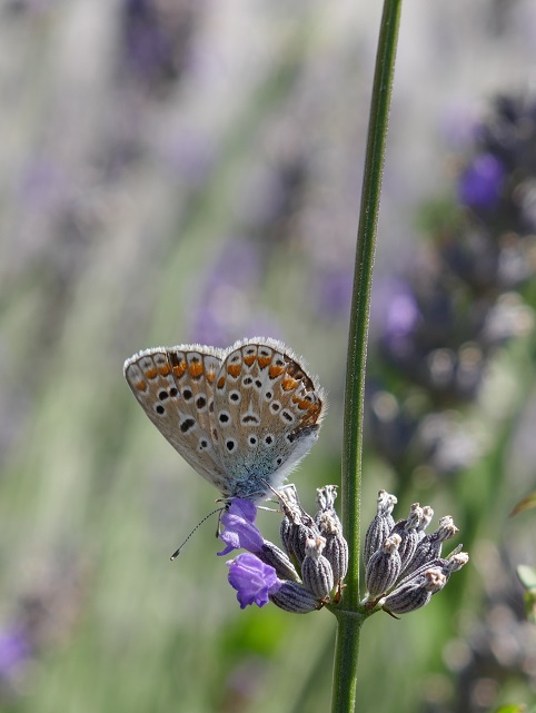 Butterfly sitting on Lavender